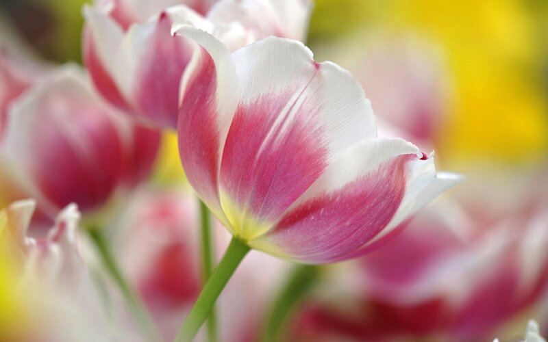 Pink and White Tulip — Serene, Spring, Photograph, Flower, Stem, Background, Green
