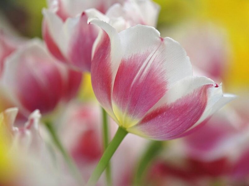 Pink and White Tulip — Serene, Spring, Photograph, Flower, Stem, Background