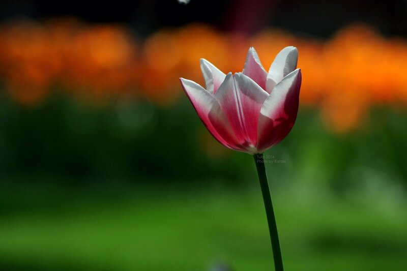 Pink and White Tulip — Serene, Spring, Photograph, Flower, Stem, Green Grass