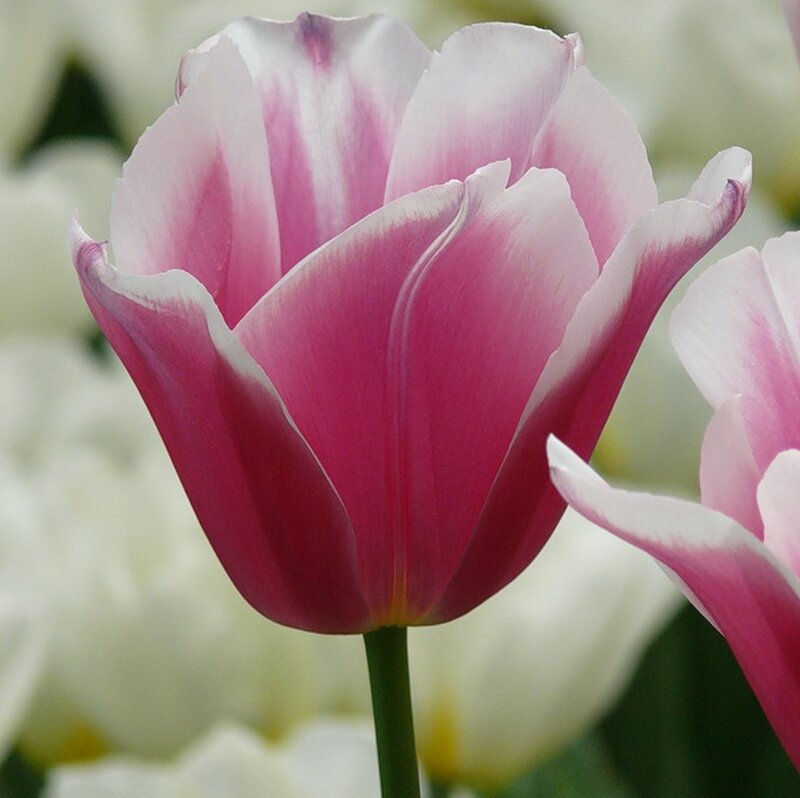 Pink and White Tulip — Serene, Spring, Photograph, Flower, Stem, Petals
