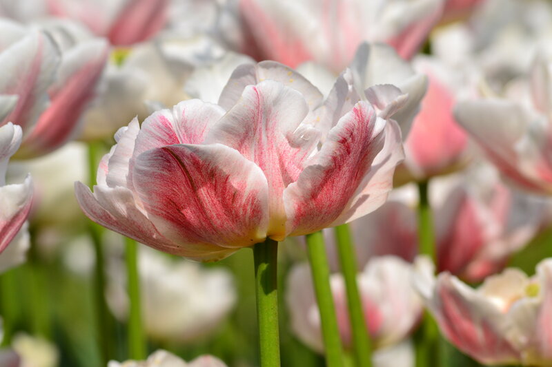 Pink and White Tulip — Serene, Spring, Photograph, Flower, Stem