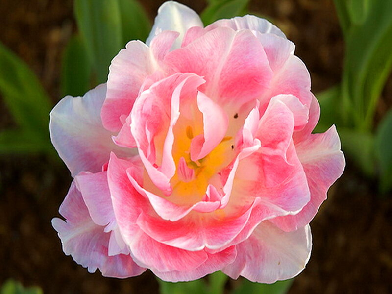 Pink and White Tulip — Serene, Spring, Photograph, Flower