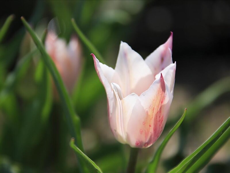 Pink and White Tulip — Serene, Spring, Photograph, Green Leaves