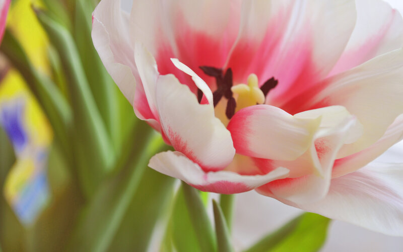 Pink and White Tulip — Serene, Spring, Photograph, Green Stem