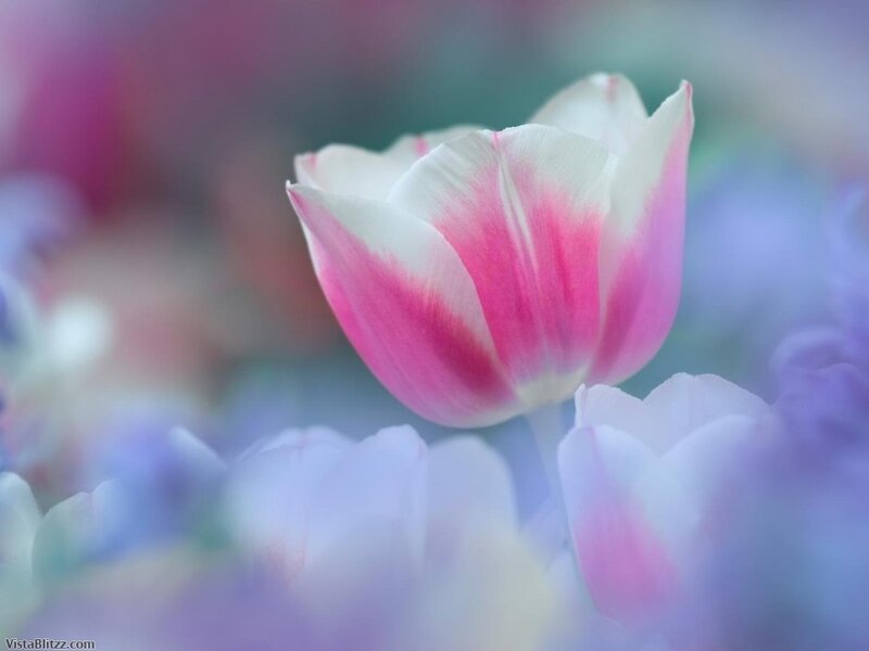Pink and White Tulip — Serene, Spring, Photograph