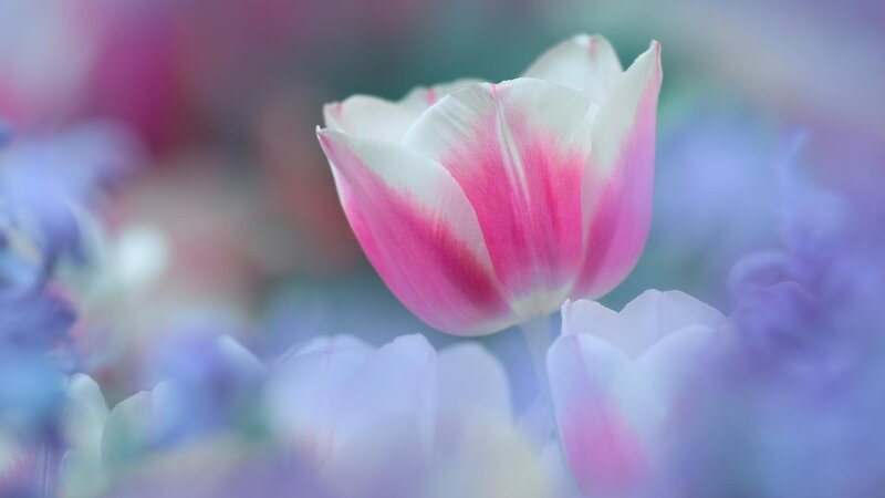 Pink and White Tulip — Serene, Spring