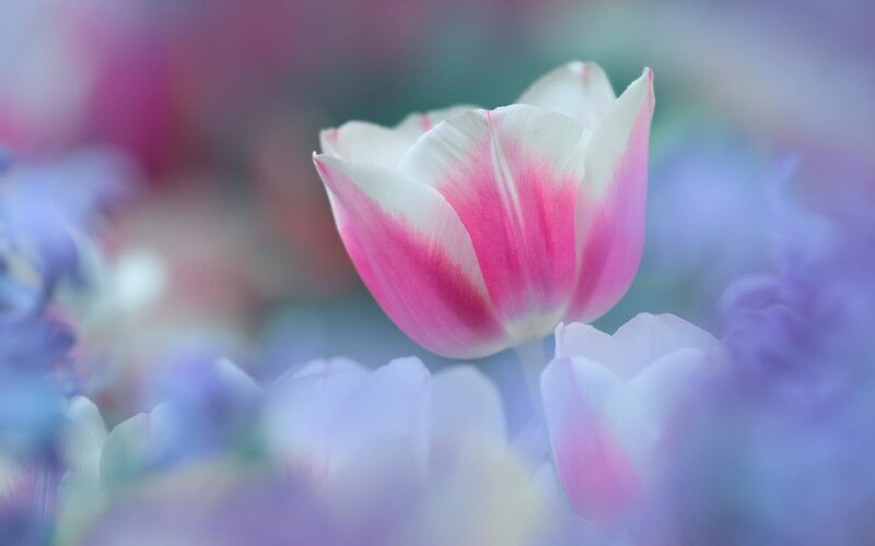 Pink and White Tulip — Serene