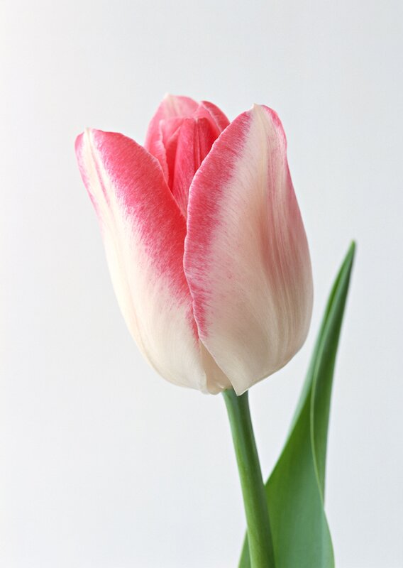 Pink and white tulip
