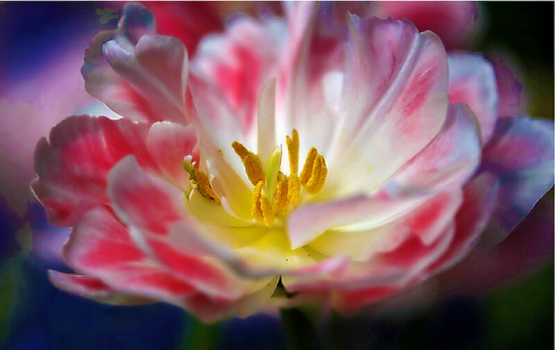 Pink and White Tulip — Vibrant