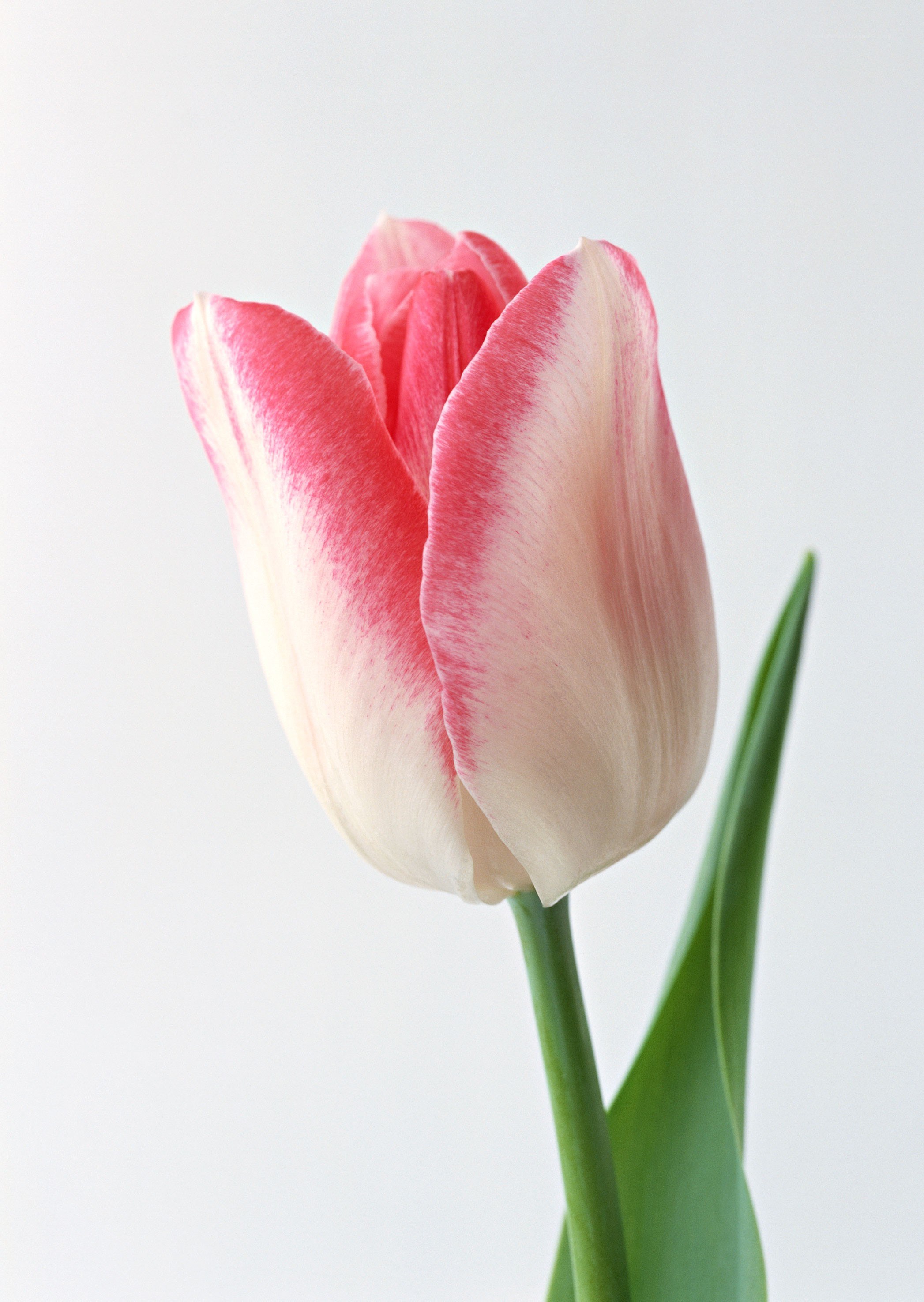 Pink and white tulip
