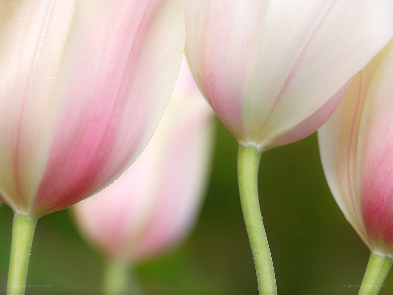 Pink and white tulips