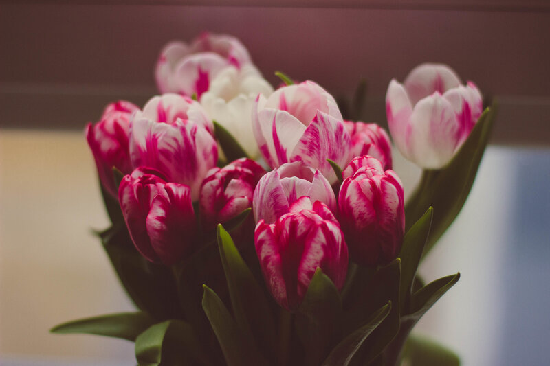 Pink and white tulips bouquet