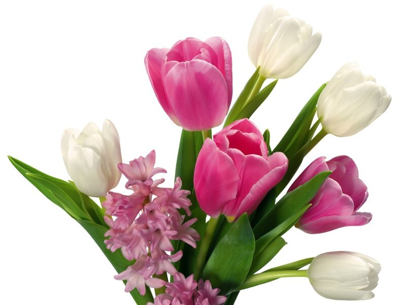 Pink and white tulips bouquet