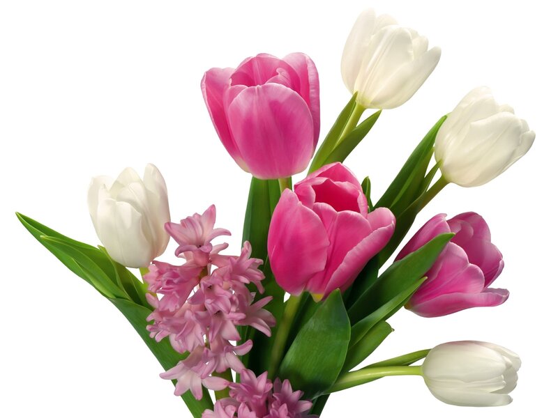 Pink and white tulips bouquet