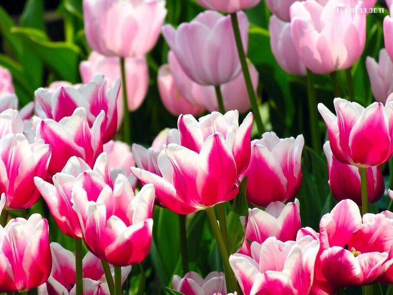 Pink and White Tulips — Bright