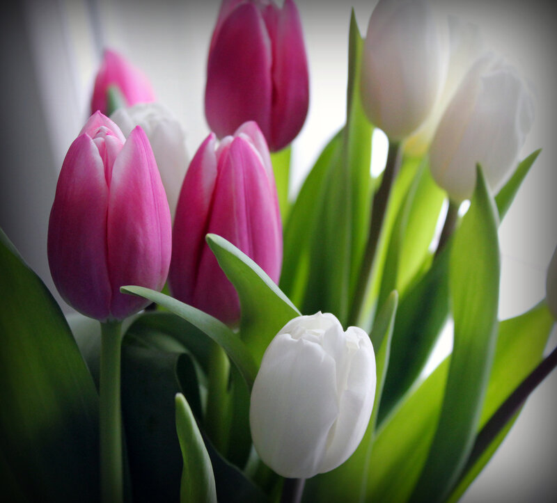 Pink and White Tulips — Calm, Photograph, Green Leaves