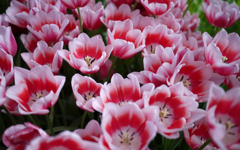 Pink and White Tulips — Calm, Spring, Photograph, Flowers, Green Stems