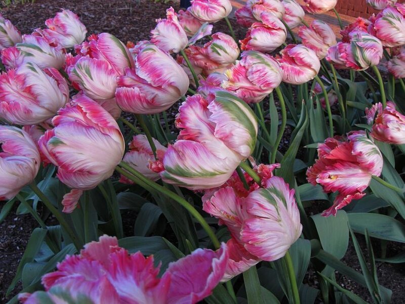 Pink and White Tulips — Calm, Spring, Photograph, Flowers, Leaves