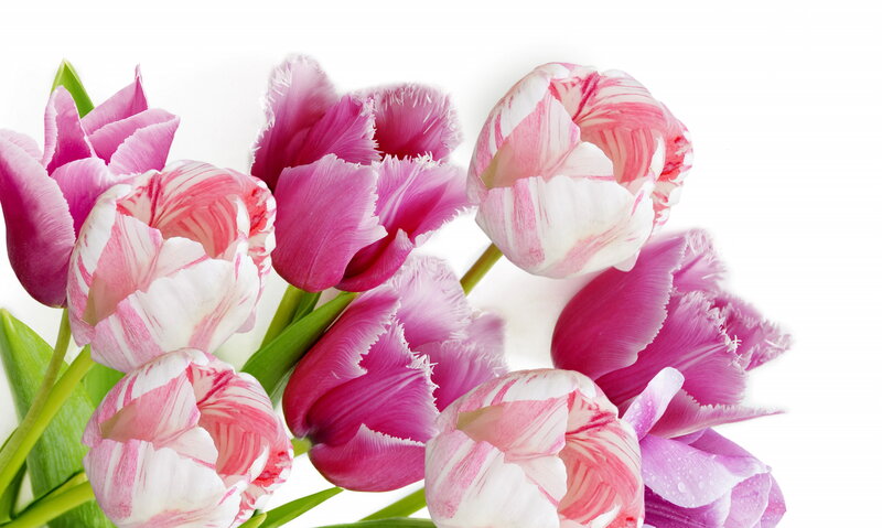 Pink and White Tulips — Calm, Spring, Photograph, Flowers, Leaves, Water Droplets