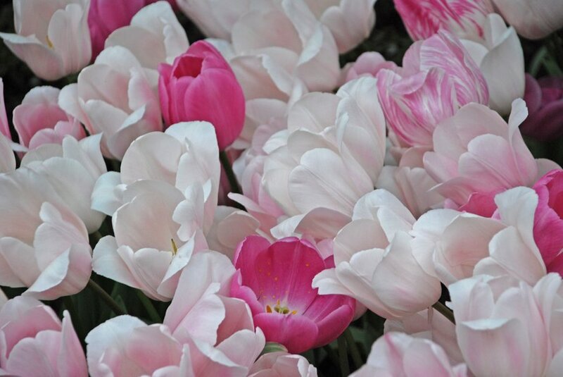 Pink and White Tulips — Calm, Spring, Photograph, Flowers, Petals