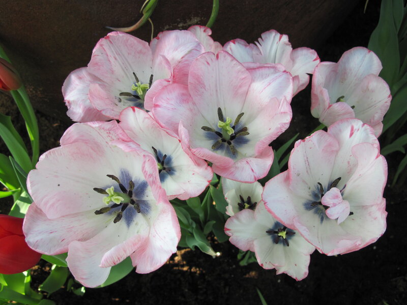 Pink and White Tulips — Calm, Spring, Photograph, Green Leaves, Soil
