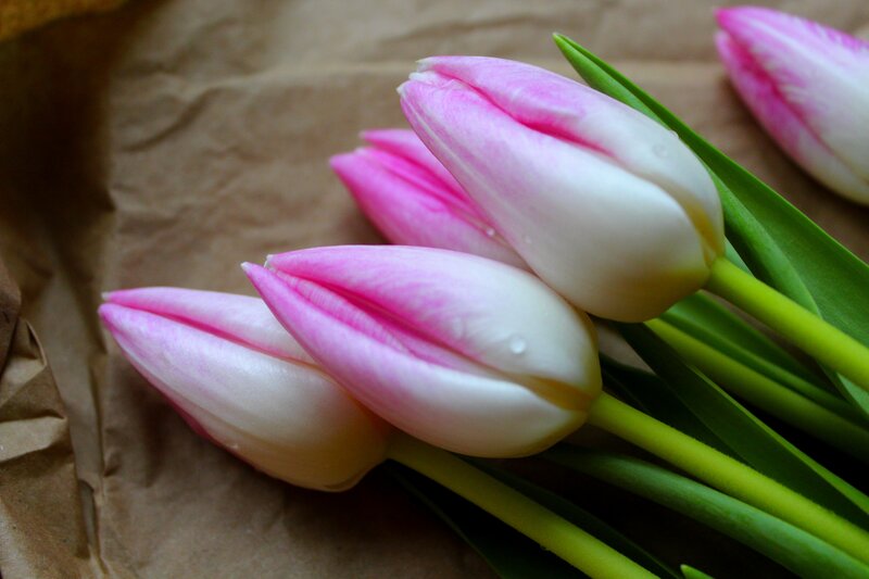 Pink and White Tulips — Calm, Spring, Photograph, Green Stems