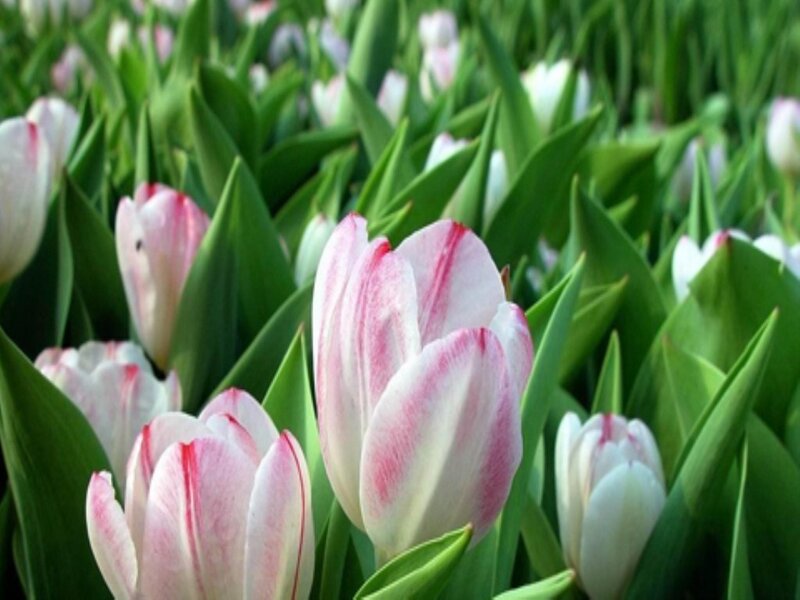 Pink and White Tulips — Calm, Spring, Photograph