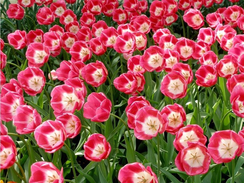 Pink and White Tulips — Calm, Spring