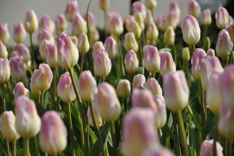 Pink and White Tulips — Calm