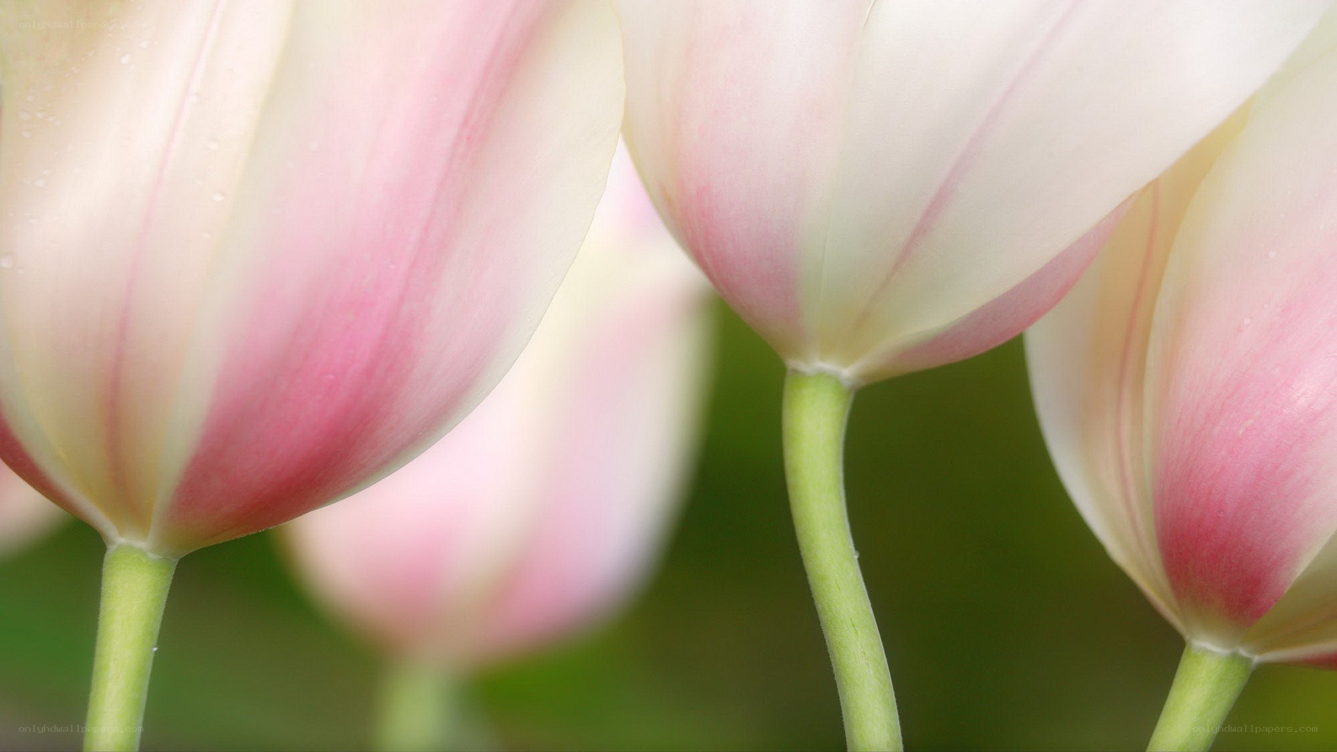 Pink and white tulips close-up