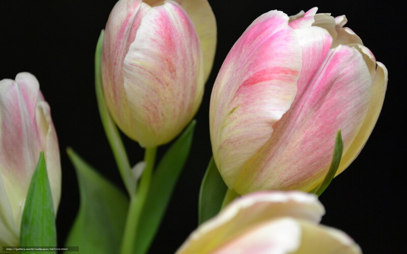Pink and White Tulips — Dramatic, Photograph