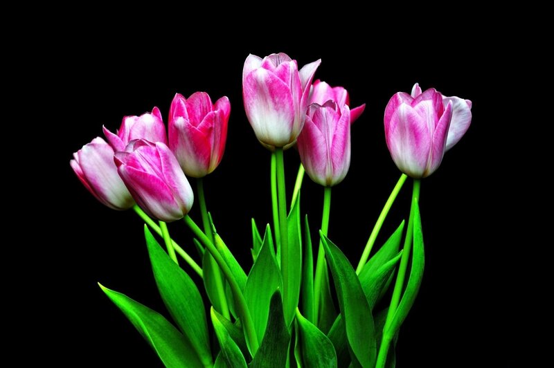 Pink and White Tulips — Dramatic