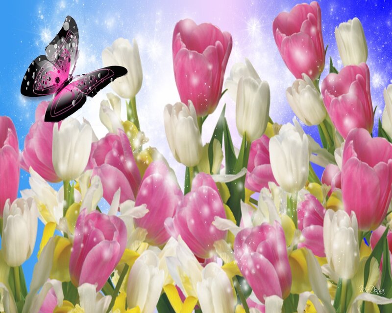 Pink and White Tulips — Dreamy, Spring