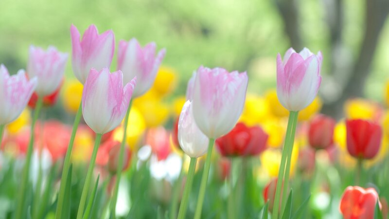 Pink and white tulips in a field