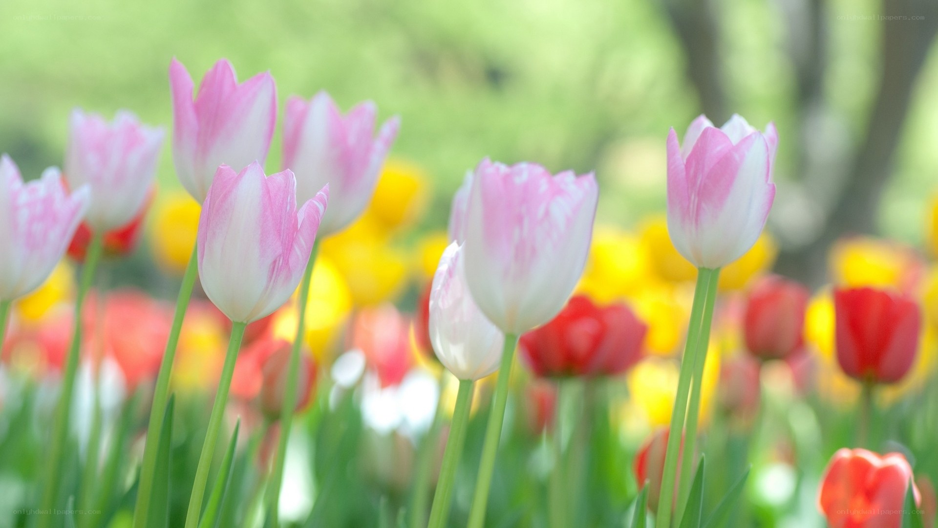 Pink and white tulips in a field