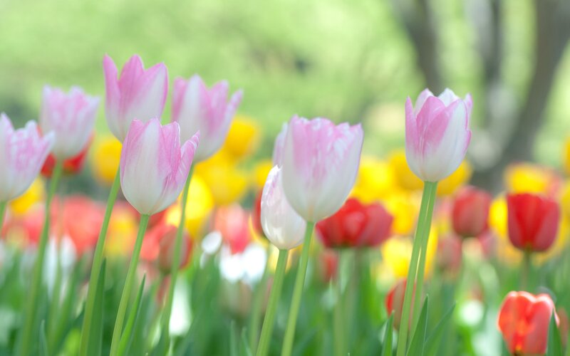 Pink and white tulips in a field