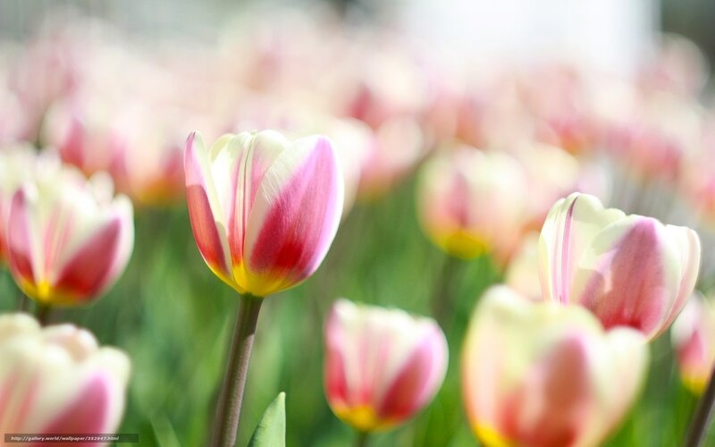 Pink and white tulips in a field