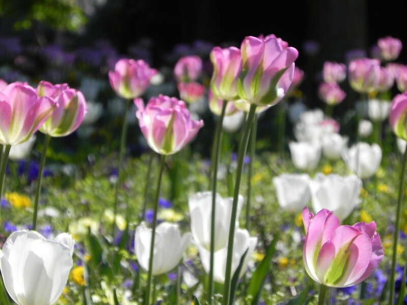 Pink and white tulips in a garden