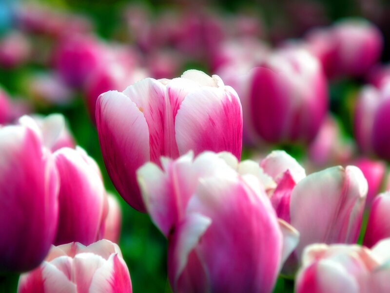 Pink and white tulips in bloom