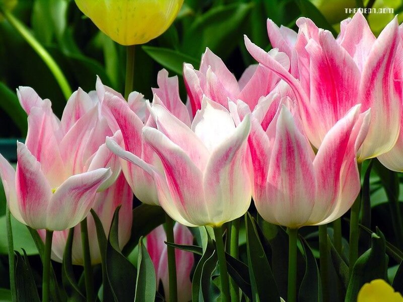 Pink and white tulips in bloom