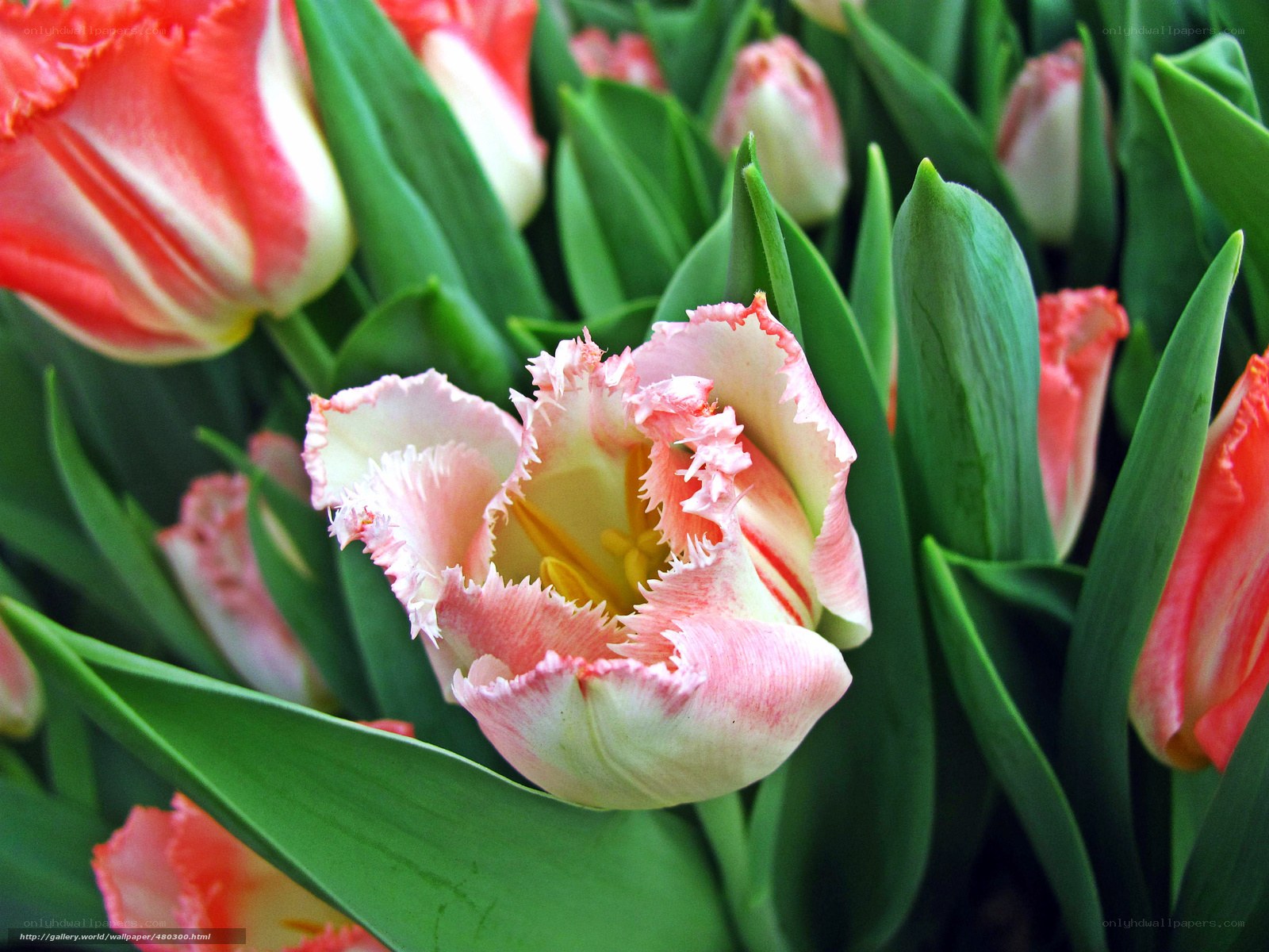 Pink and white tulips in bloom