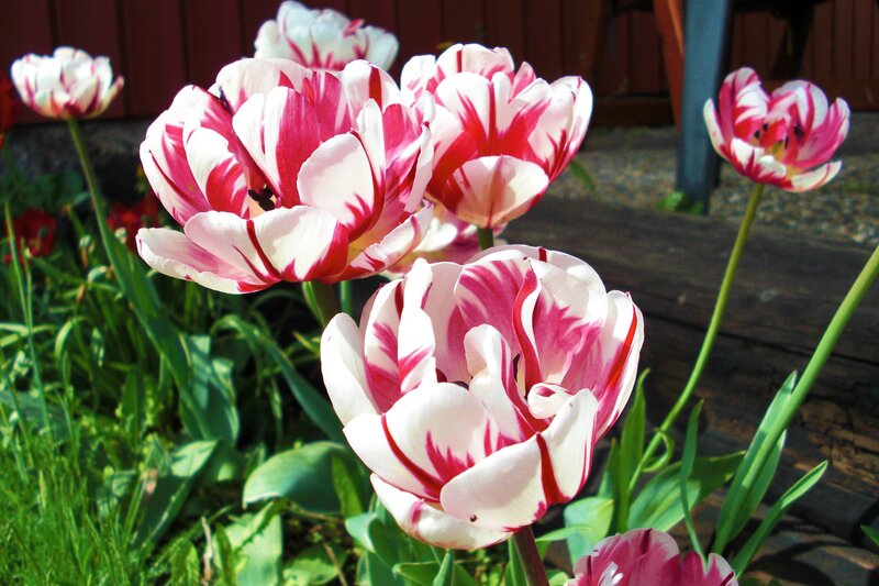 Pink and white tulips in garden