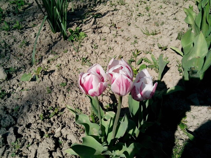 Pink and white tulips in soil