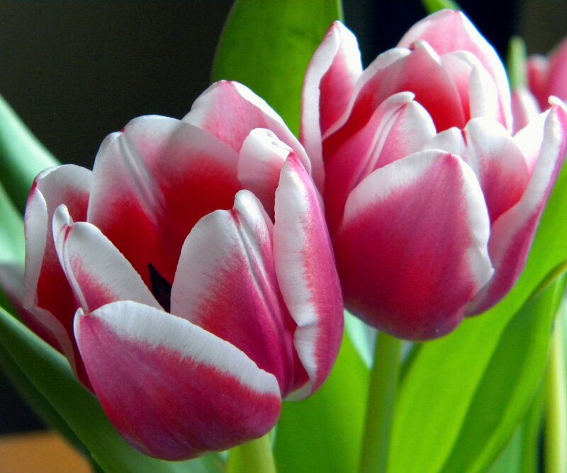 Pink and White Tulips — Red, Calm, Photograph