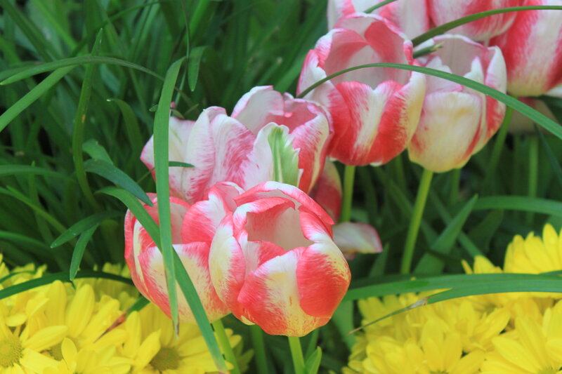 Pink and White Tulips — Red, Calm, Spring