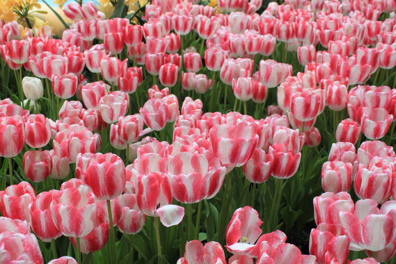 Pink and White Tulips — Red, Calm