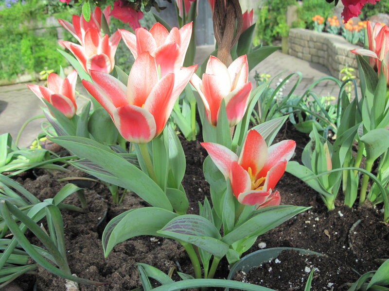 Pink and White Tulips — Red, Serene