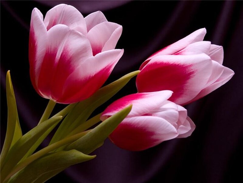 Pink and White Tulips — Red