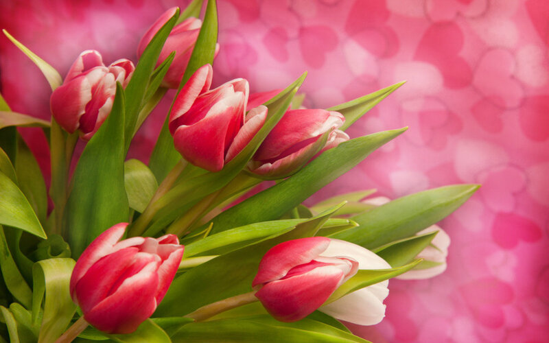 Pink and White Tulips — Romantic, Spring