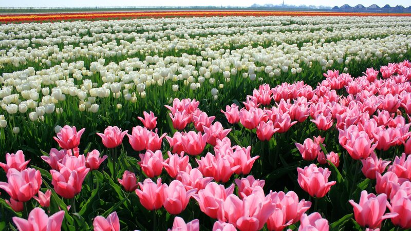 Pink and White Tulips — Serene, Afternoon, Photograph, Field